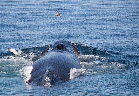 best time for whale watching in massachusetts.